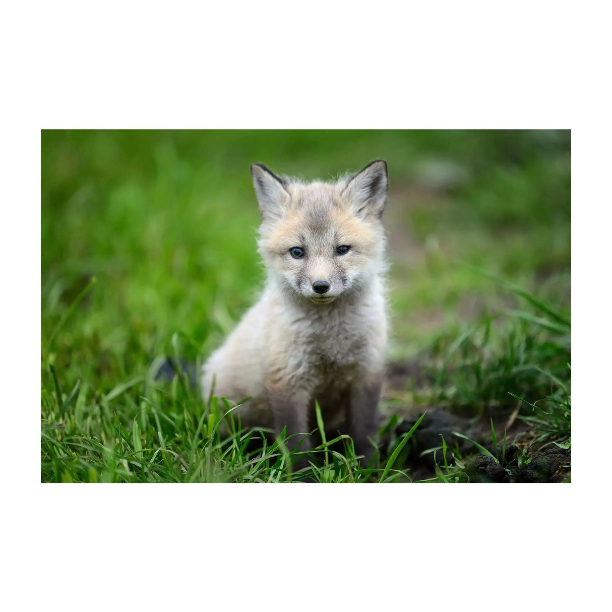Adorable baby fox sitting in green grass, perfect for whimsical nursery wall art decor.