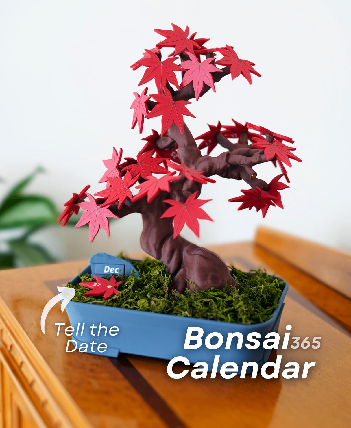 Bonsai 365 Tree Calendar featuring red leaves, mimicking a Japanese Maple, perfect for desk organization and home decor.