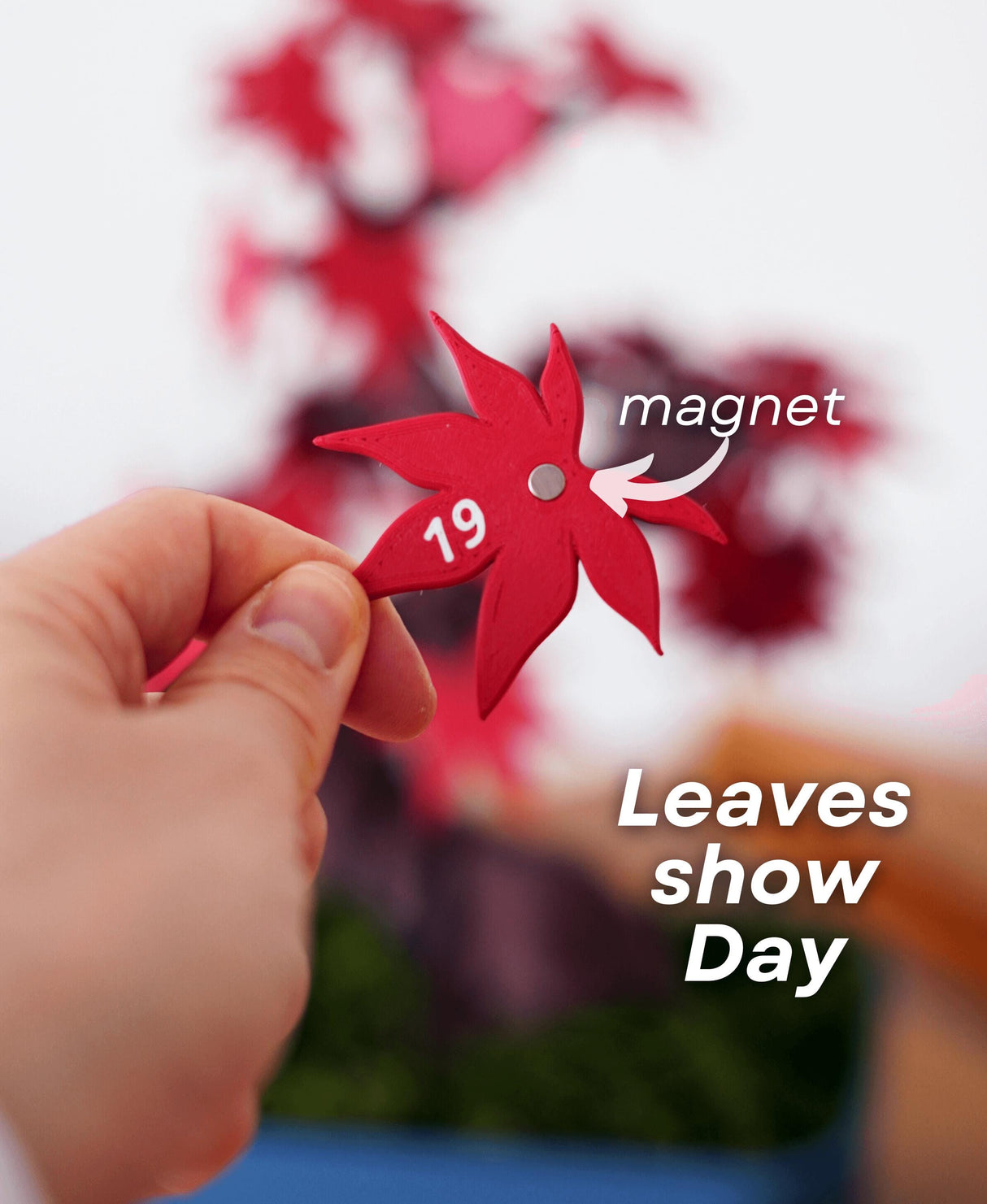 Hand holding a red leaf magnet numbered 19 for the Bonsai Tree Calendar, displaying the current day.