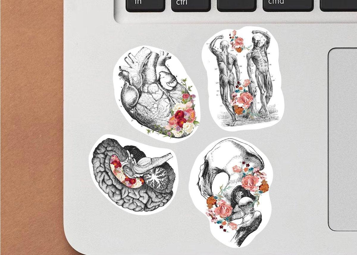 Four medical anatomy decals featuring heart, brain, skeleton, and flowers on a laptop.