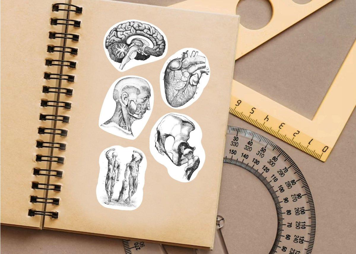 Unique anatomy decals on a notebook, featuring brain, heart, and human figures, perfect for medical enthusiasts.