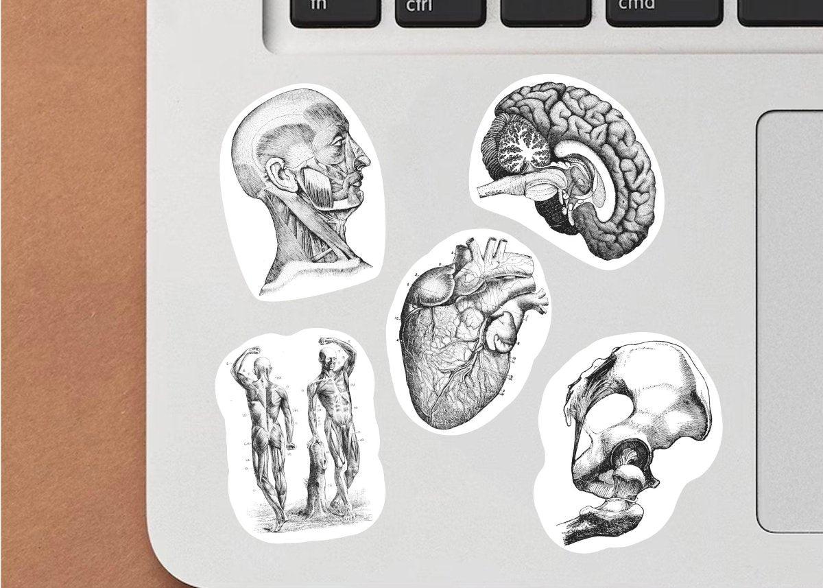Detailed anatomy vinyl decals on a laptop, showcasing human brain, heart, and skeletal features.