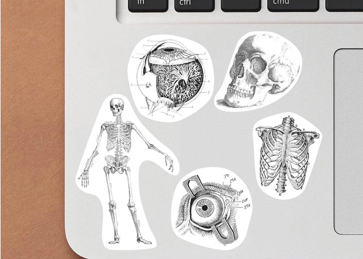 Set of anatomical laptop stickers featuring a skeleton, skull, and other human body designs.