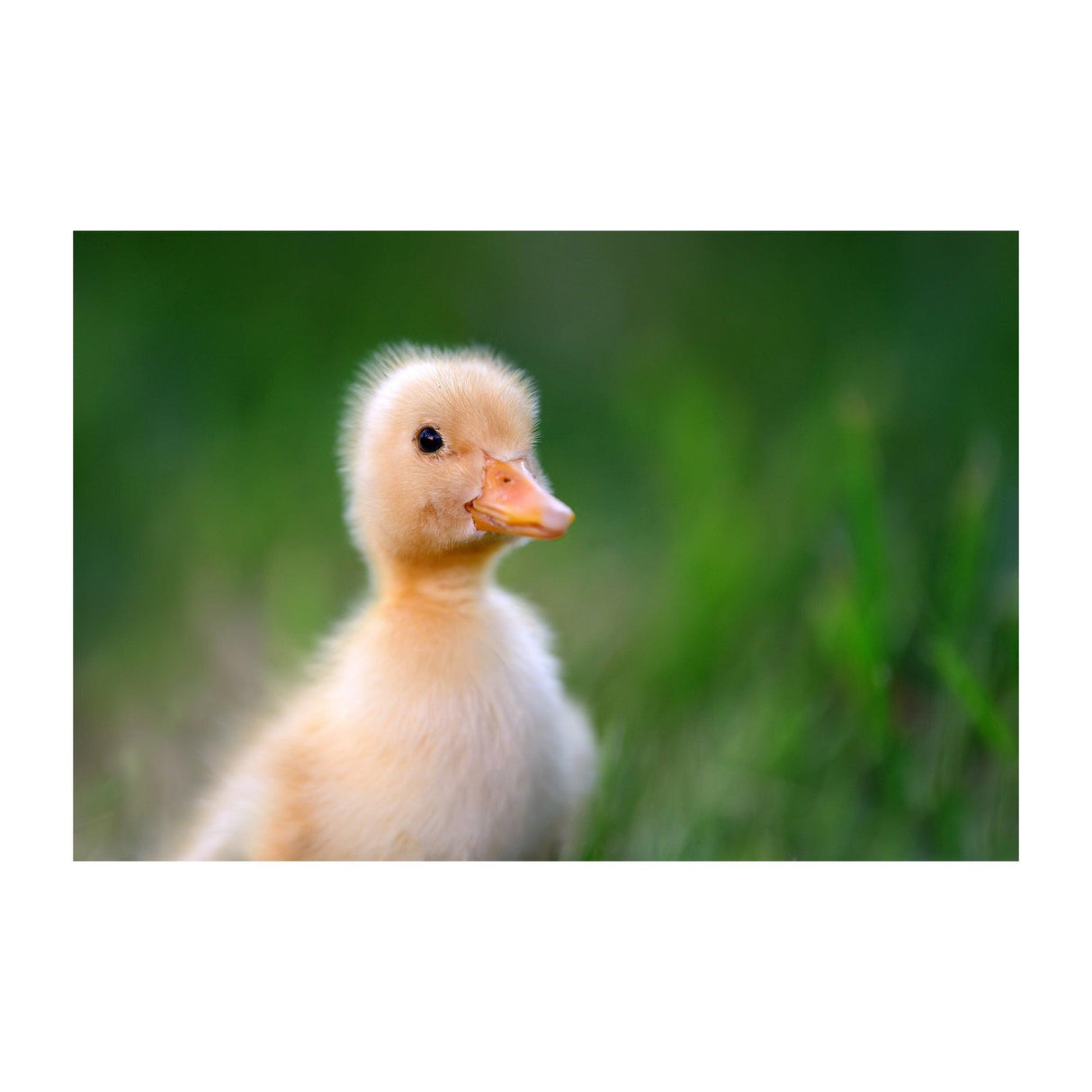 Cute duckling with soft yellow feathers, featuring a charming expression in a lush green background.