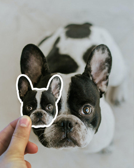 Hand holding a custom die cut decal of a French Bulldog in front of the actual dog.