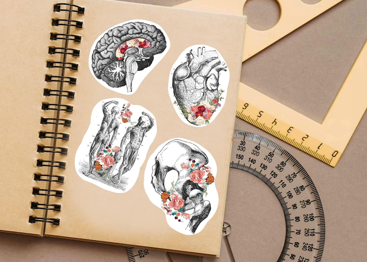 Anatomy stickers featuring brain, heart, and human figures on a notebook, perfect for science lovers and medical students.