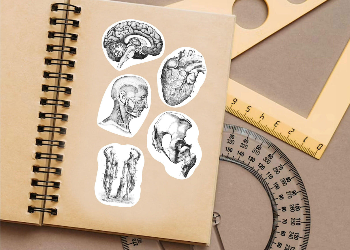 Anatomy stickers featuring human body illustrations on a notebook, ideal for medical students and science enthusiasts.
