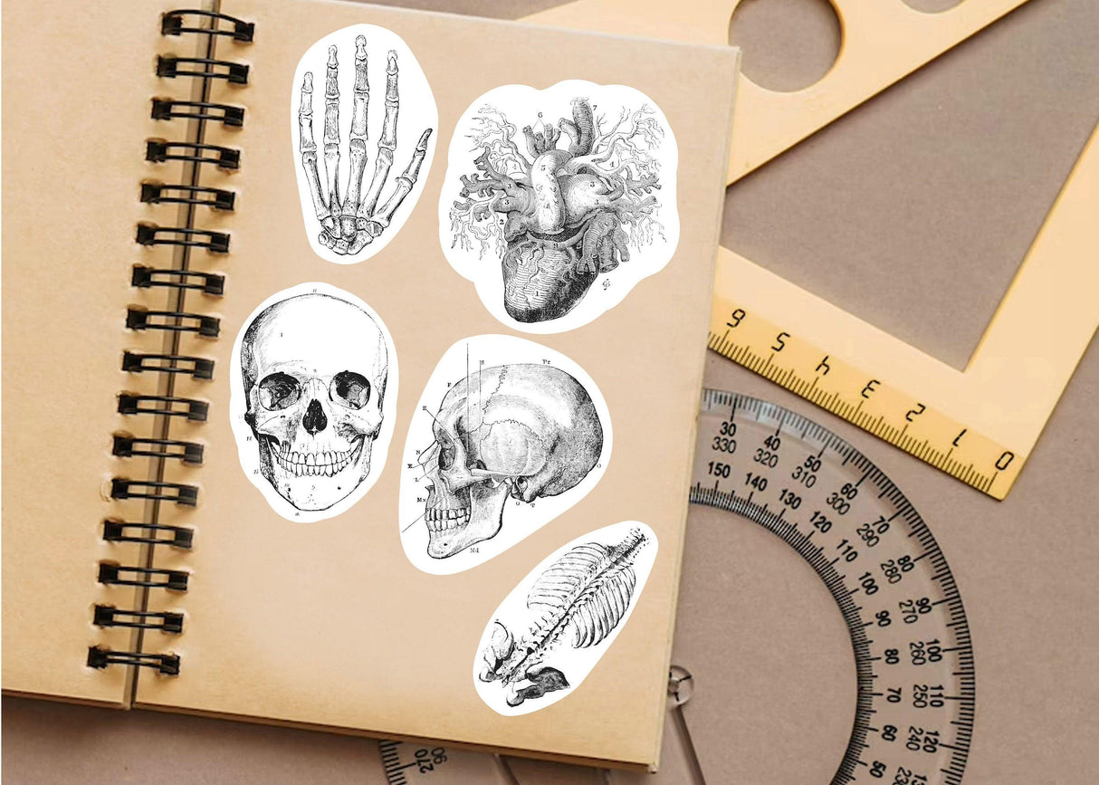 Anatomy skeleton decals featuring skulls, heart, and bones on a notebook, ideal for medical school decor.