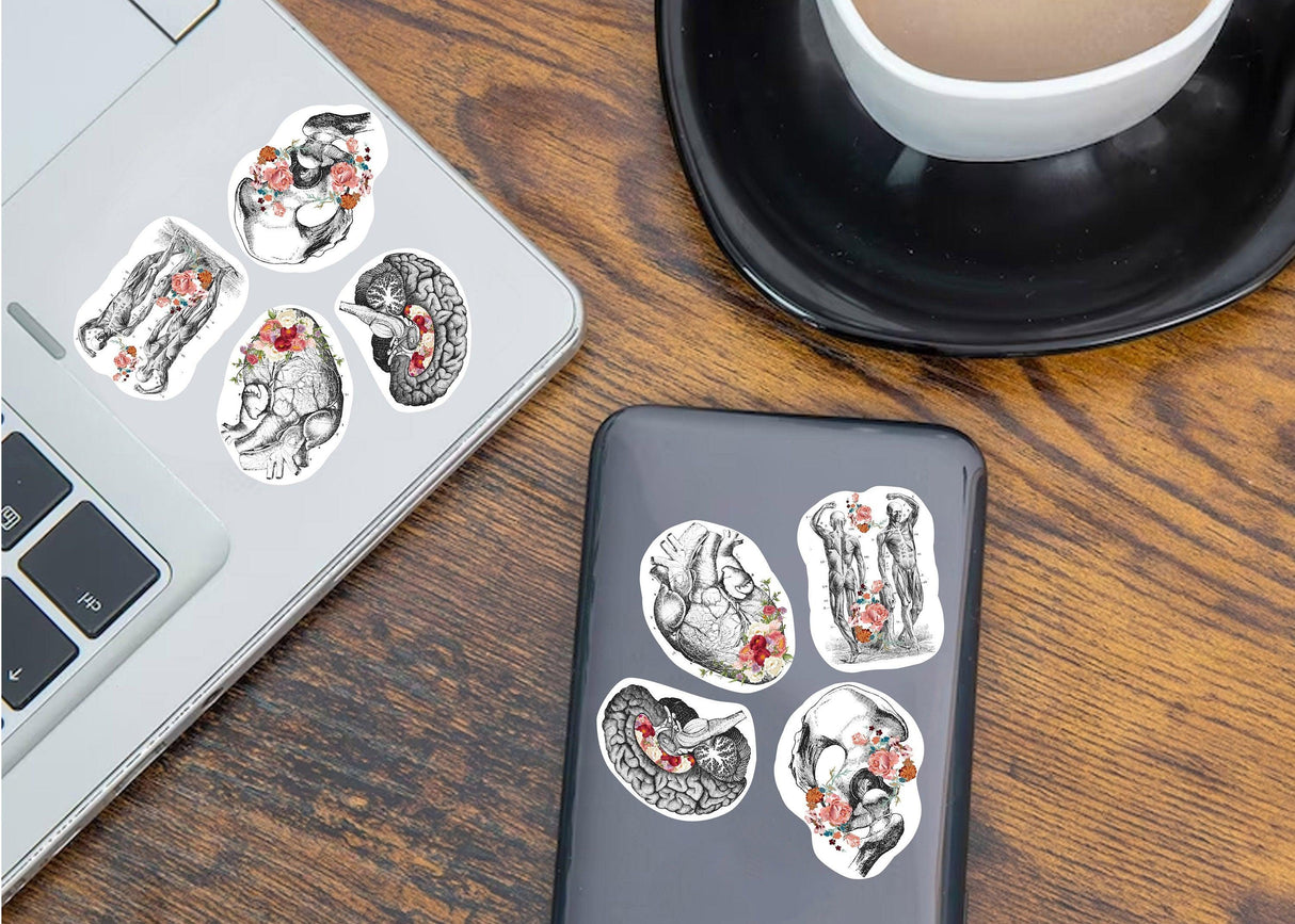 Anatomy stickers featuring human organs on a laptop and phone near a cup of coffee, perfect for science lovers.