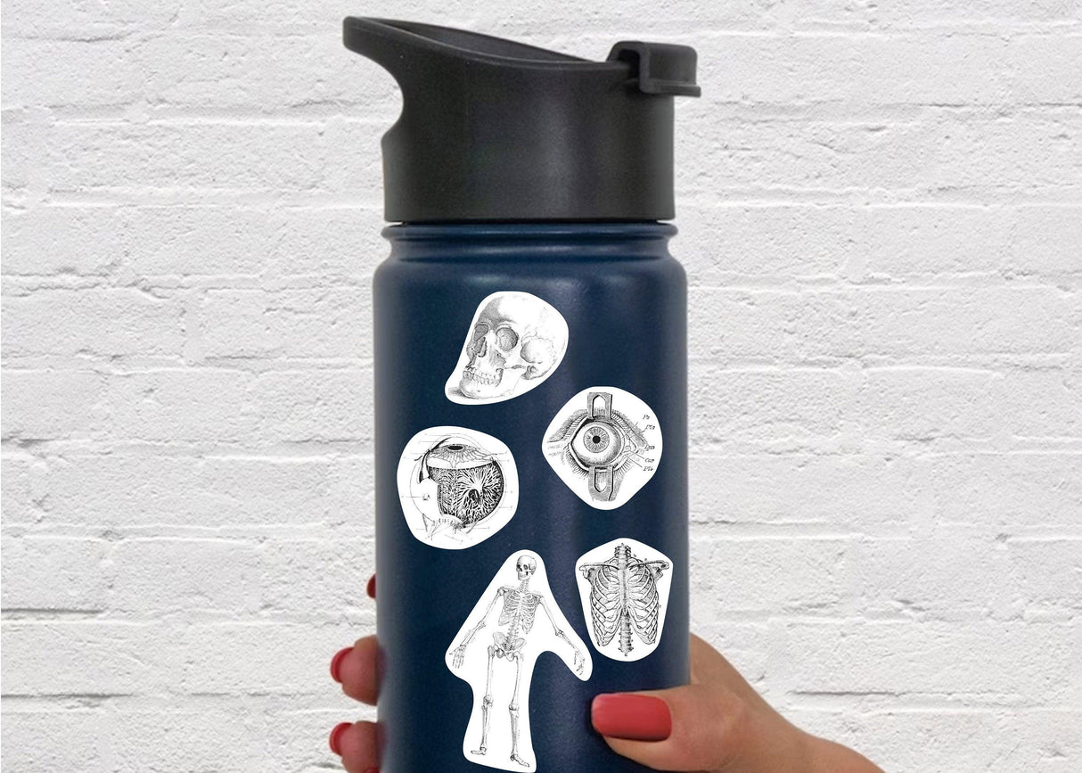 Anatomy stickers on a blue Hydroflask held in a hand, showcasing detailed anatomical designs for medical enthusiasts.