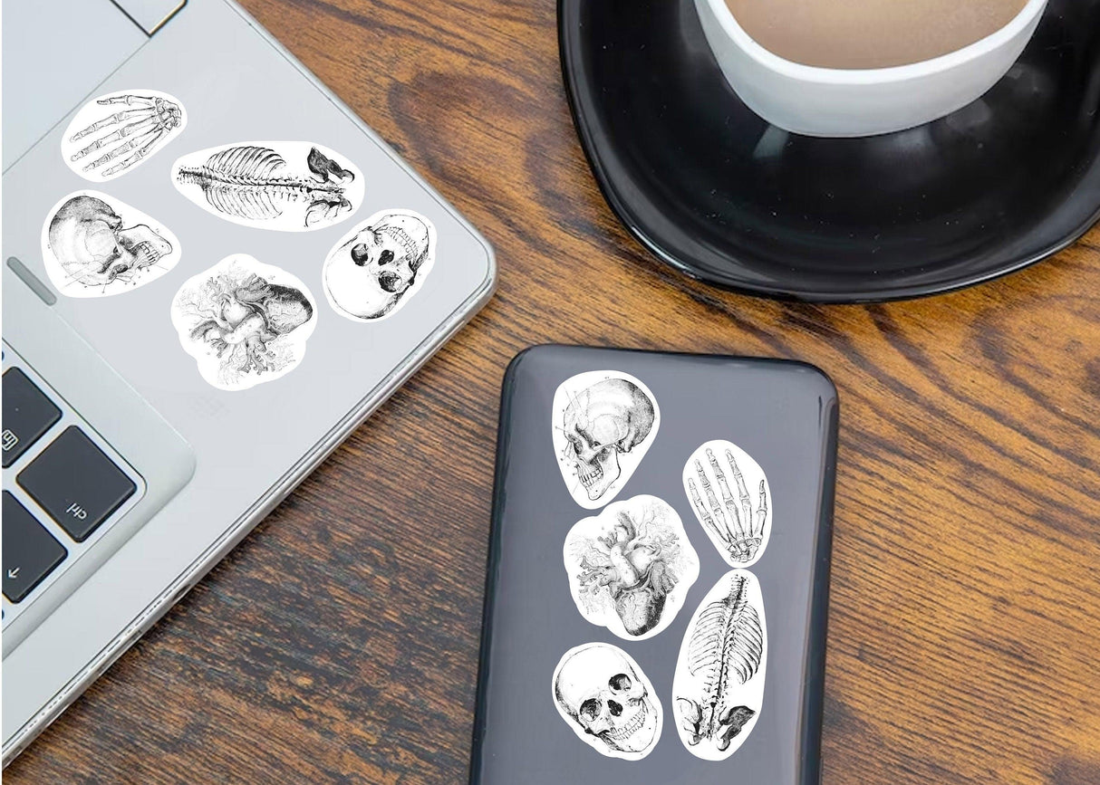 Anatomy stickers on laptop and phone, featuring detailed medical skeleton designs for educational purposes.
