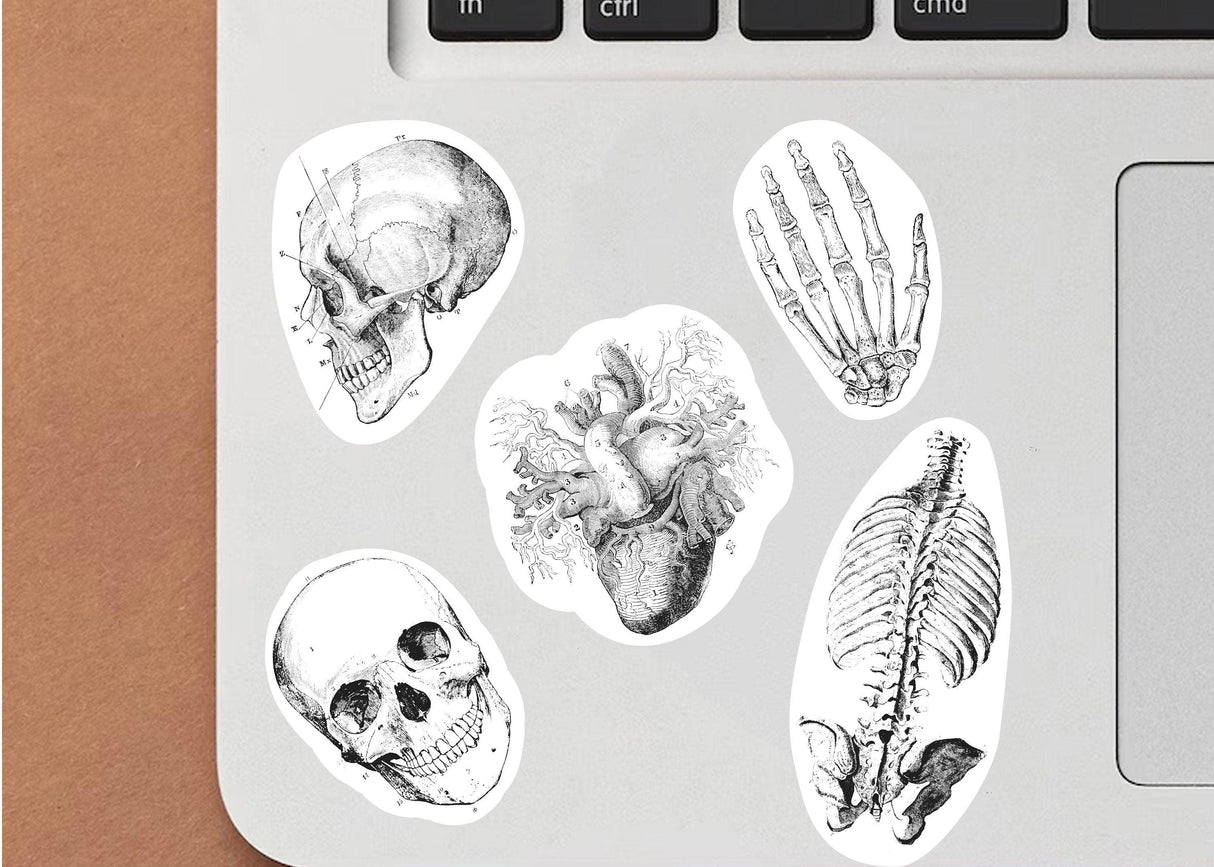Anatomy stickers featuring a skull, heart, skeleton, and other detailed medical illustrations on a laptop.