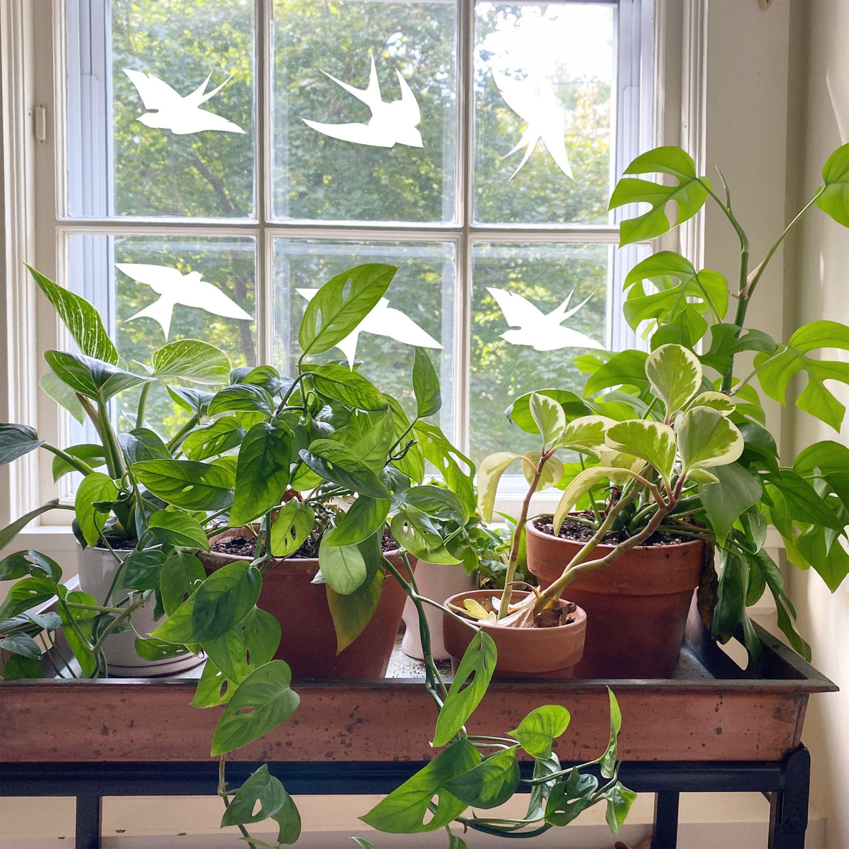 Window featuring anti-collision bird stickers with potted plants below, creating a vibrant indoor garden.