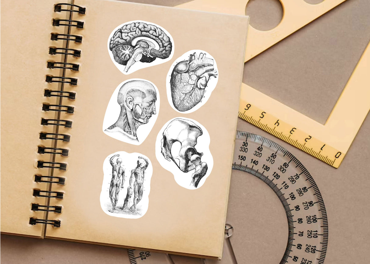 Anatomy Stickers for Hydroflask - Anatomical Decals for Science Lovers and Medical Students