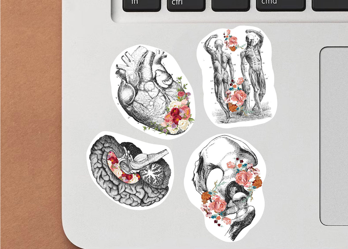 Anatomy Stickers - Human Anatomy Illustration