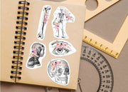 Anatomy Stickers for Hydroflask - Anatomical Decals Gift for Doctors and Medical Students