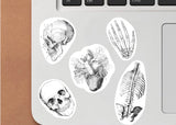 Anatomy Skeleton Decals - Medical School Decor