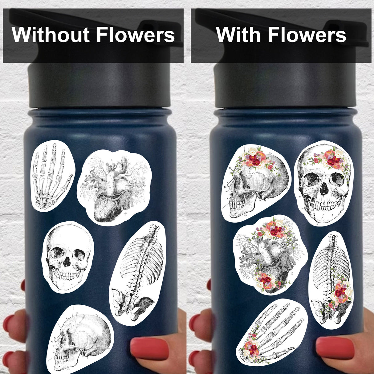 Anatomy Skeleton Decals - Medical School Decor