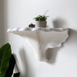 3D printed white shelf inspired by Turkey Tail mushroom, mounted on a white wall with fan-like texture and scalloped edge, decorated with a small potted plant.