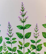 Peppermint Herb Border Wall Vinyl Decal | Piparmünt Botanical Sticker | Watercolor Mint Plant Wall Art | Kitchen Garden Decor | Greenery