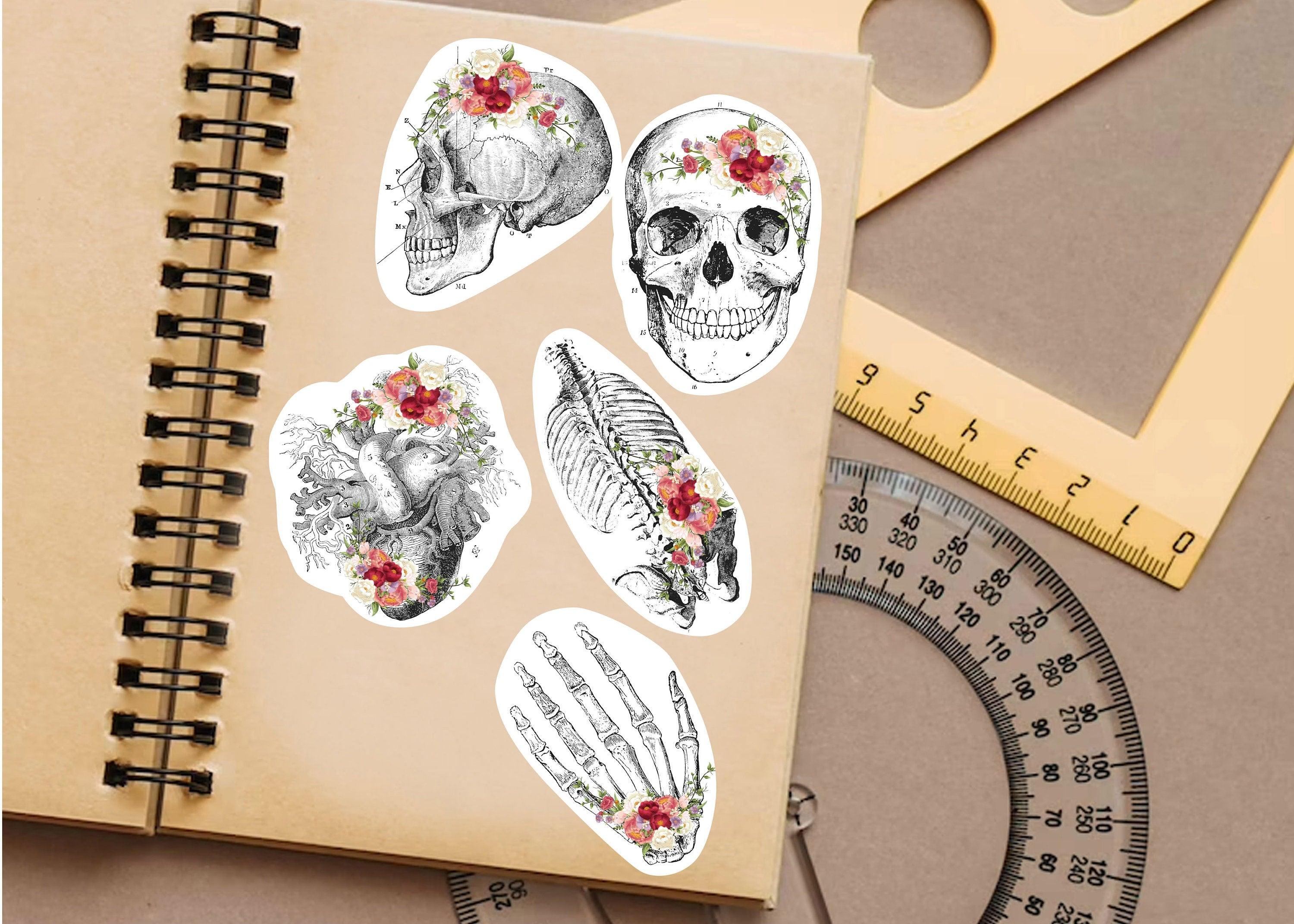 Educational Medical Skeleton Decals - Thumbnail 5