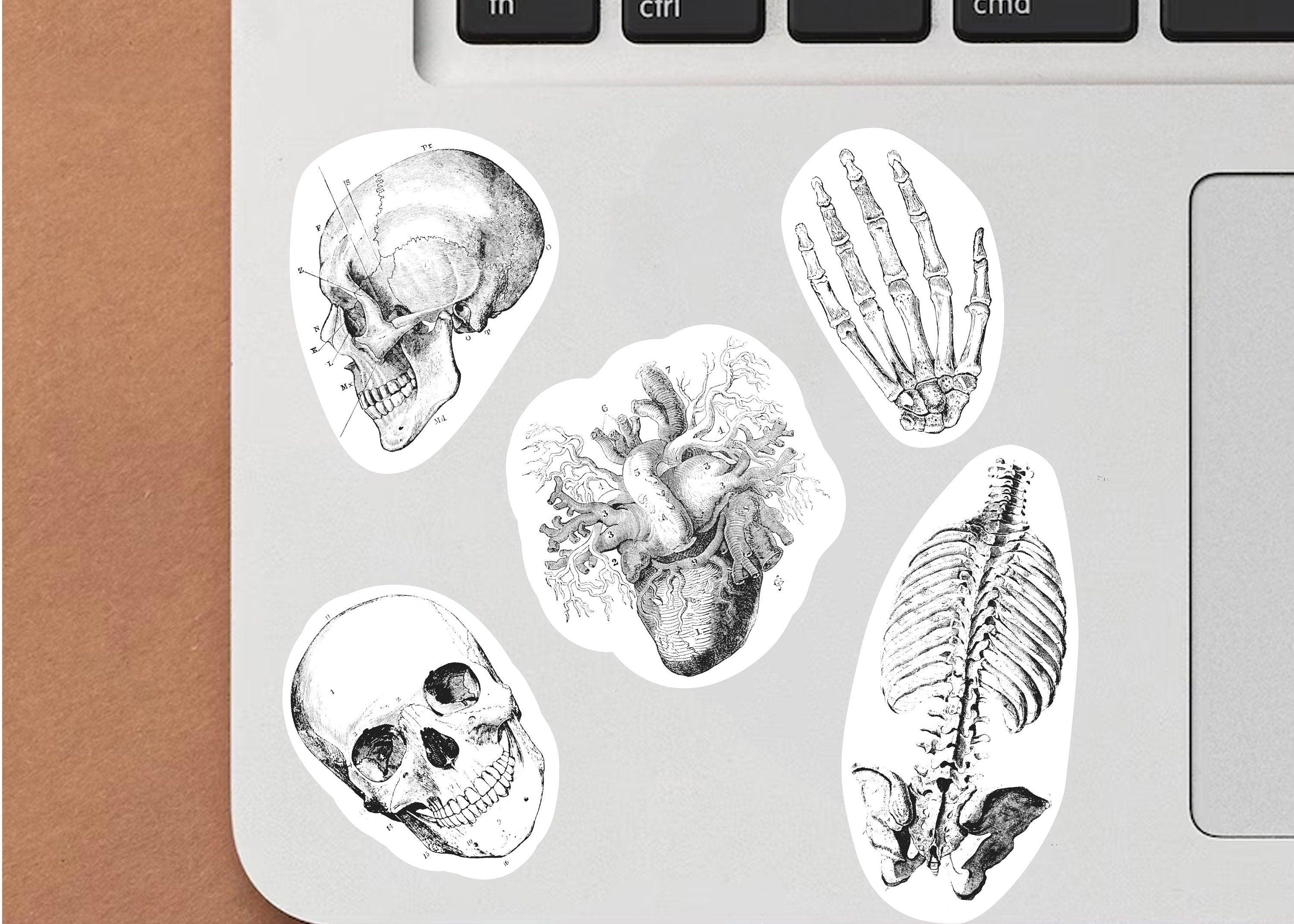 Educational Medical Skeleton Decals - Thumbnail 2